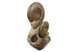 Tall, Jurassic Ammonite (Hammatoceras) Display - France #240204-2